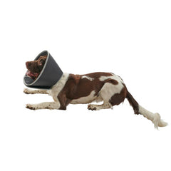 Buster Foam Collar (E-Collar)